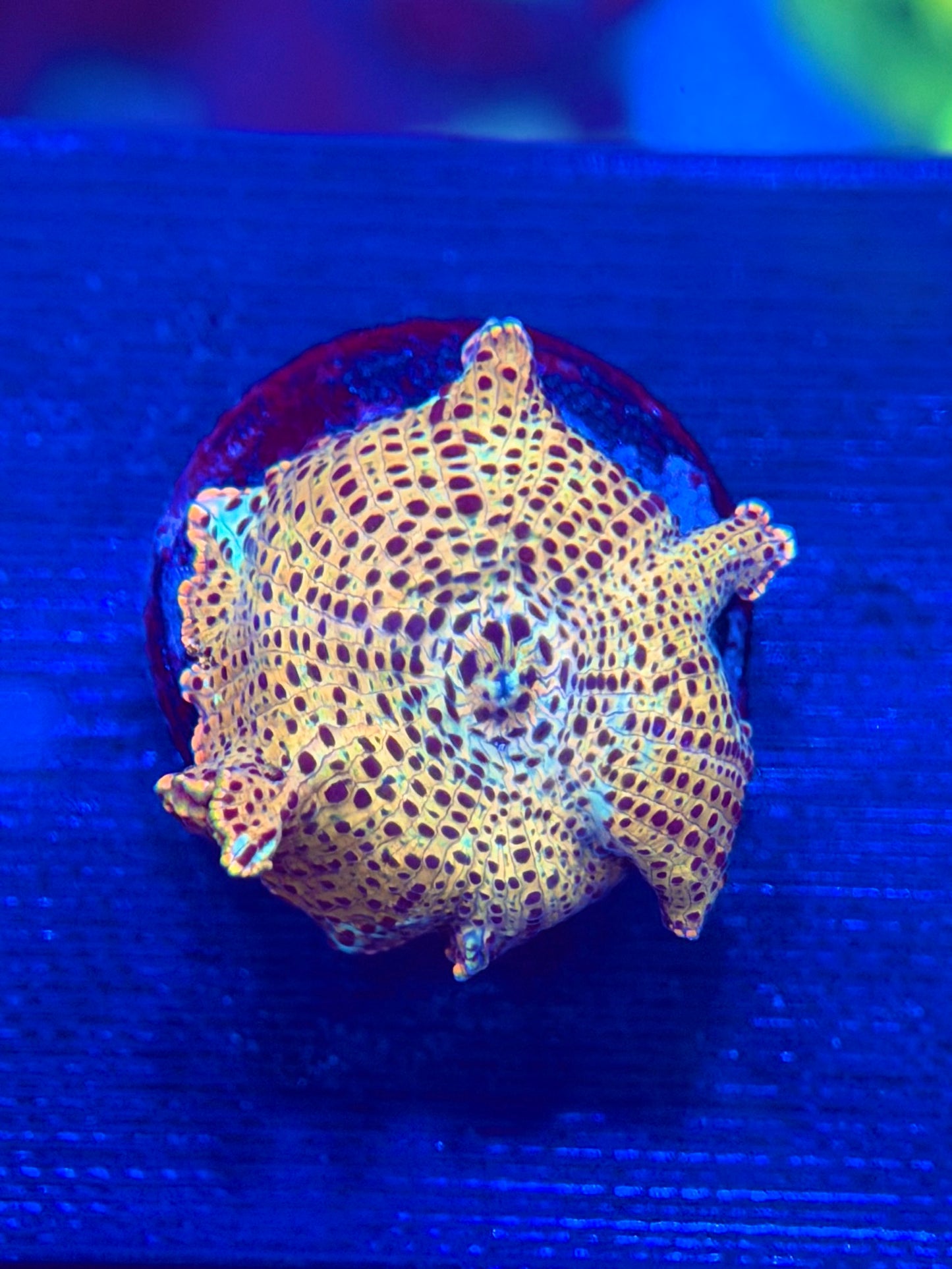 Gold Leopard Mushroom