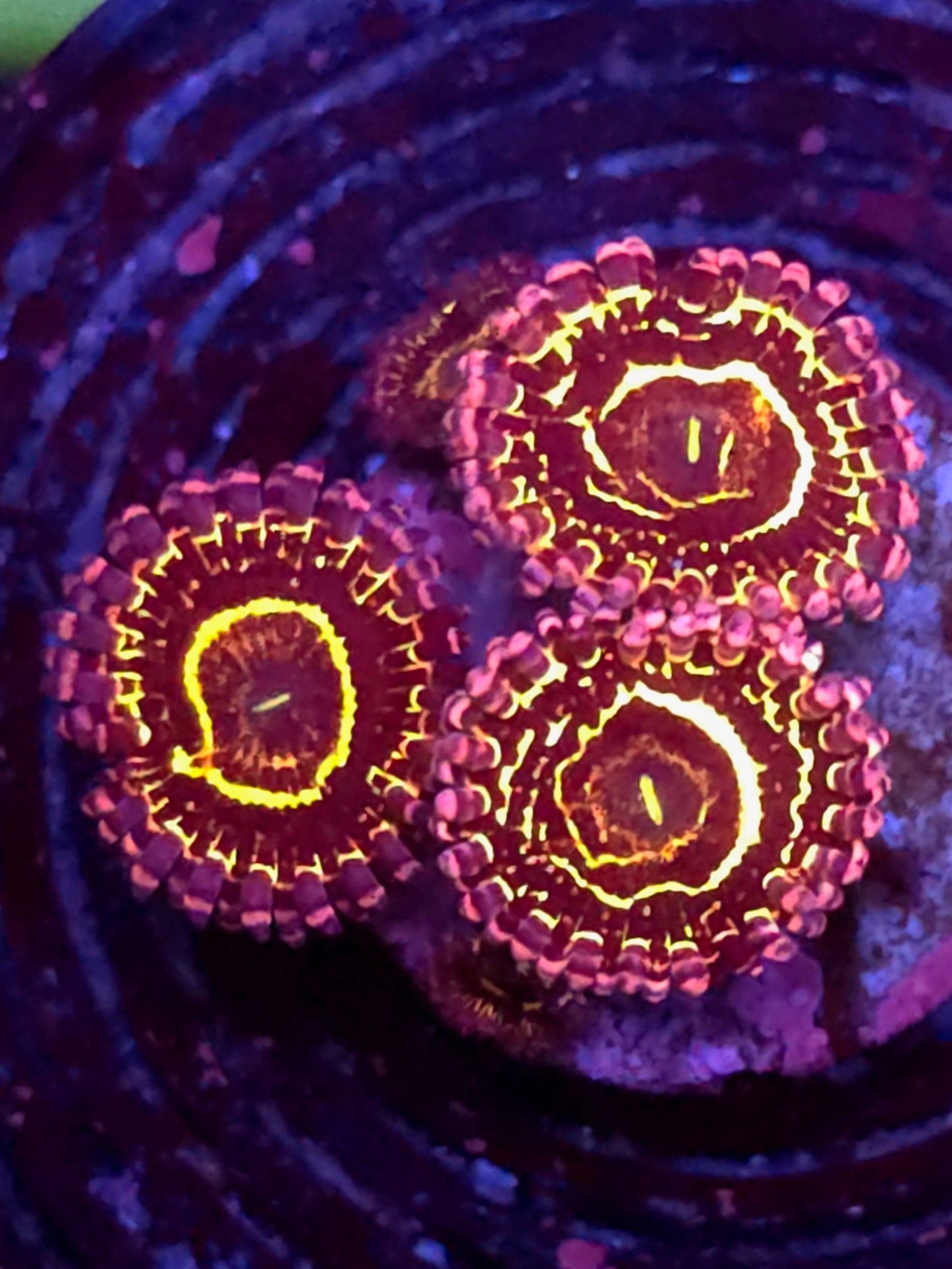 1 Polyp Stratosphere Zoa
