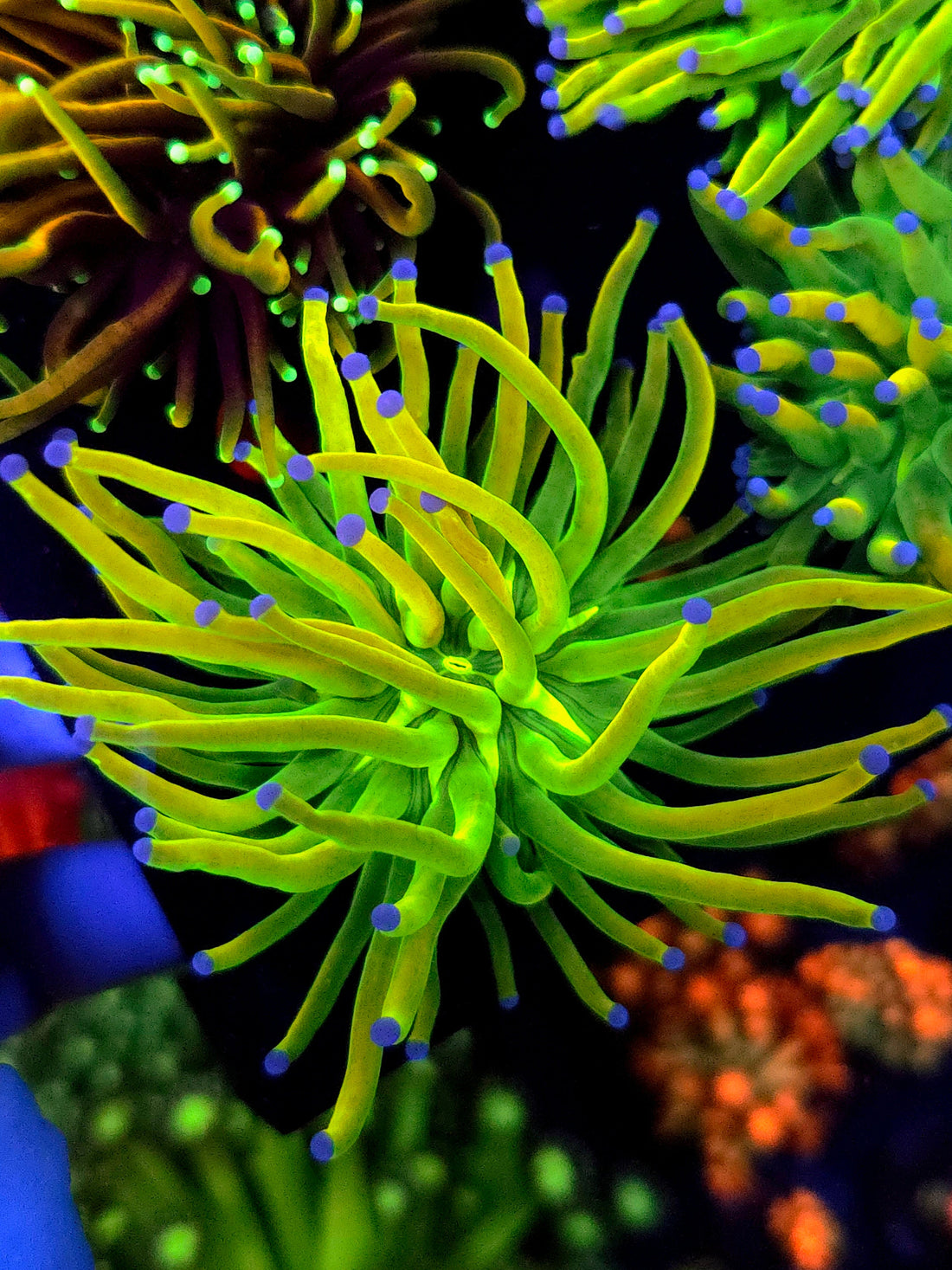 1 Head Ultra Lemon Grail Torch, torch / Euphyllia coral frag