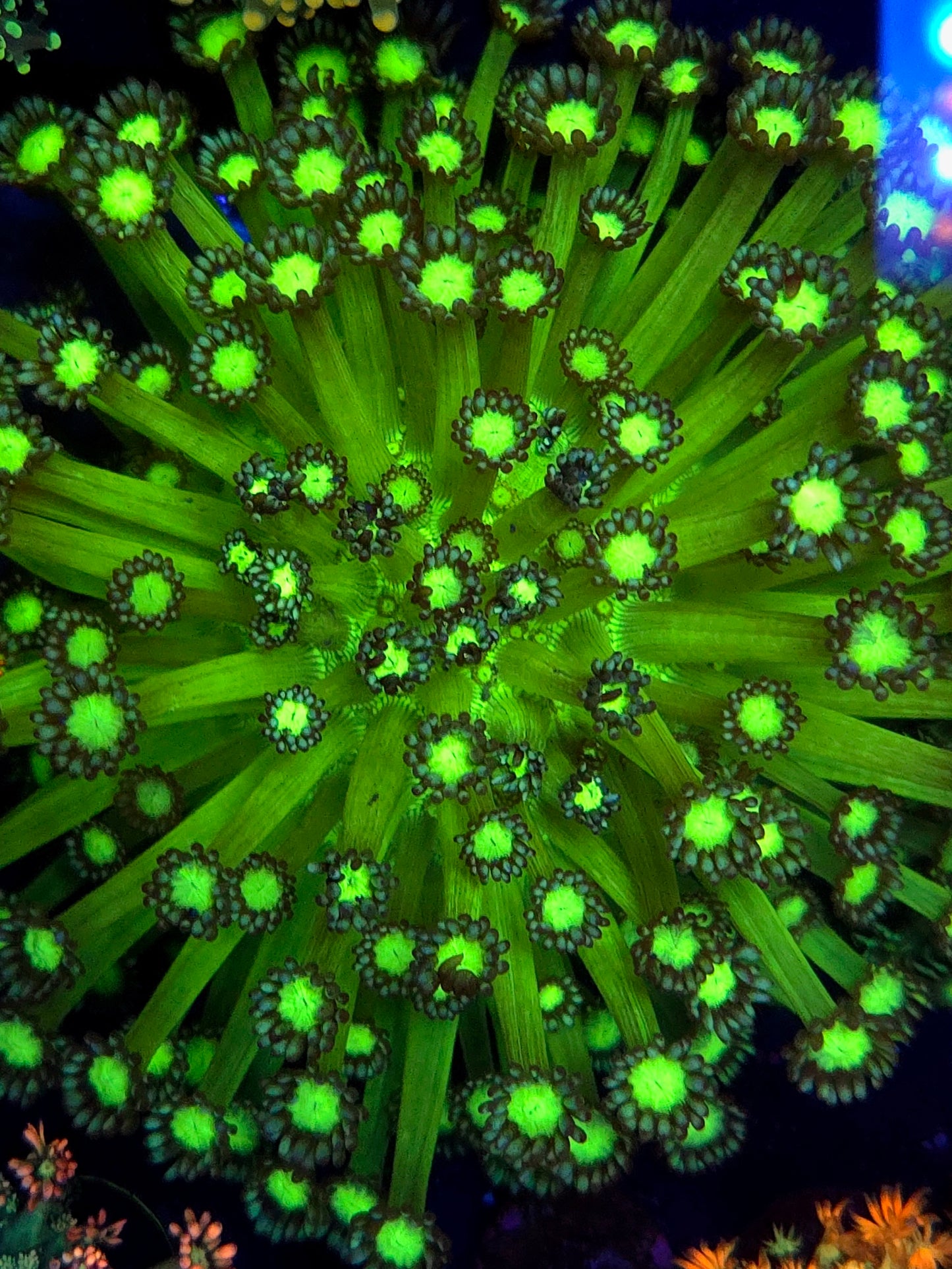 Medussa Goniopora