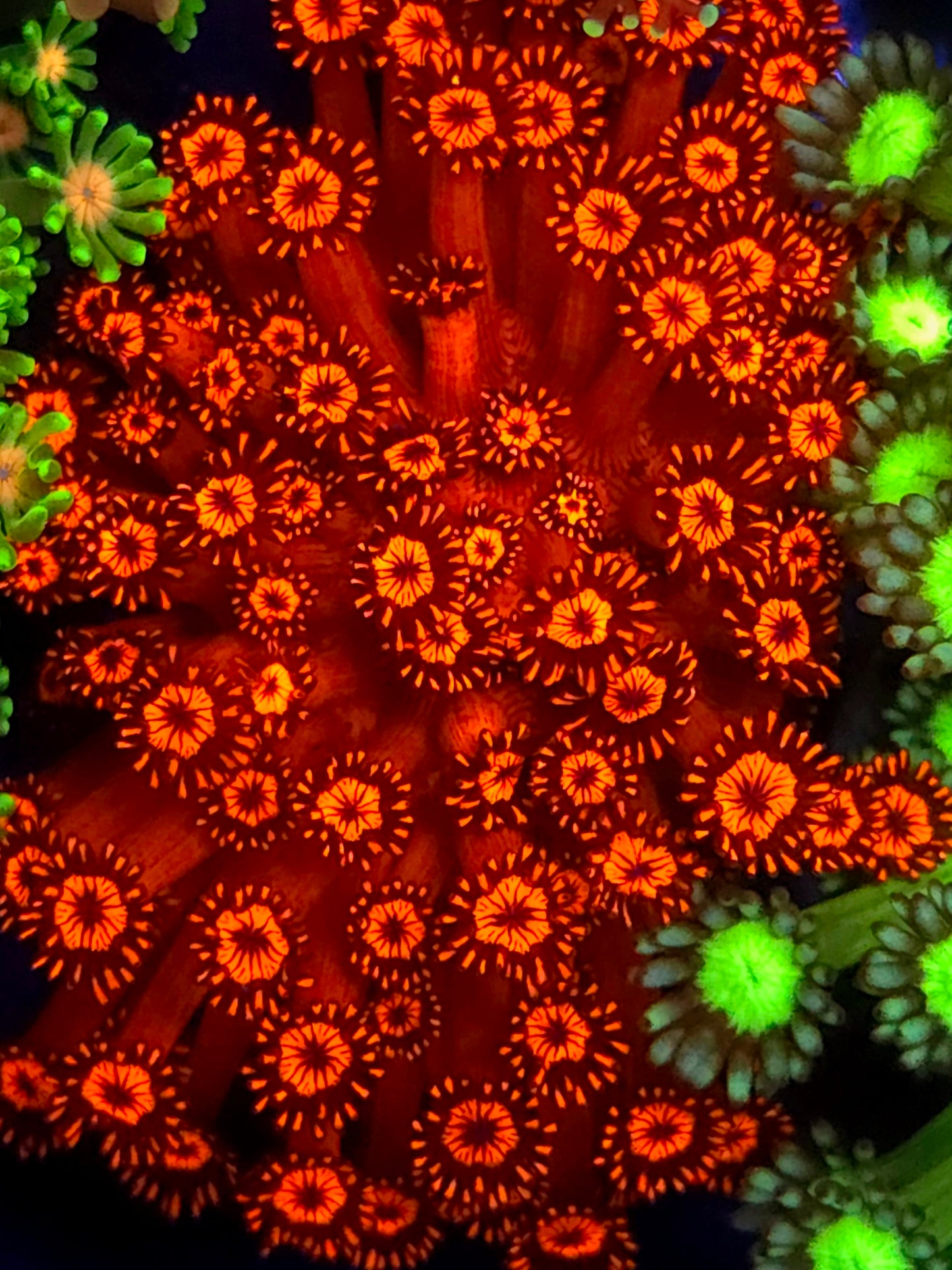 Ultra Red Goniopora