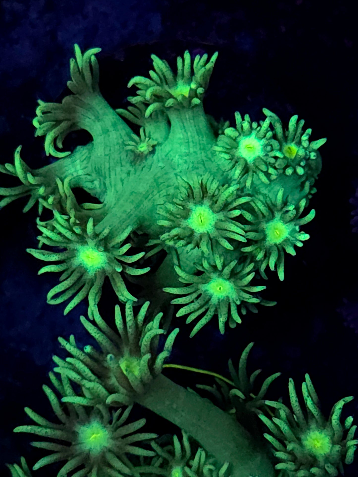 Metallic Green Goniopora