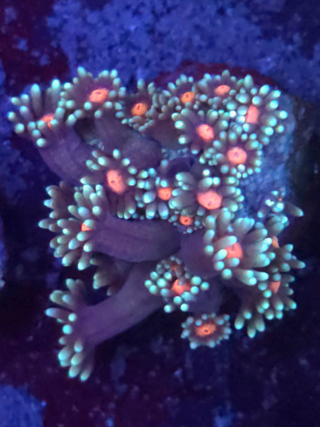 Strawberry Goniopora, goniopora coral frag