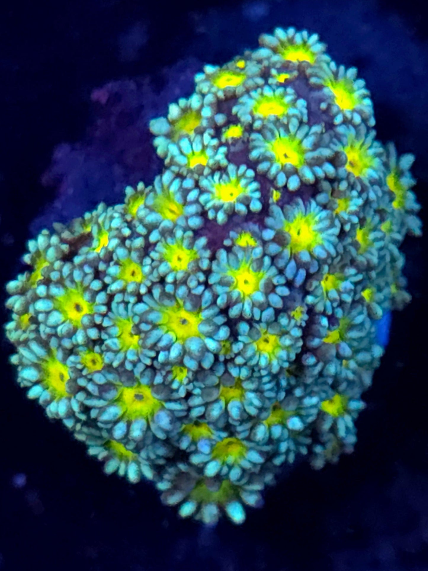 Sunflower Goniopora