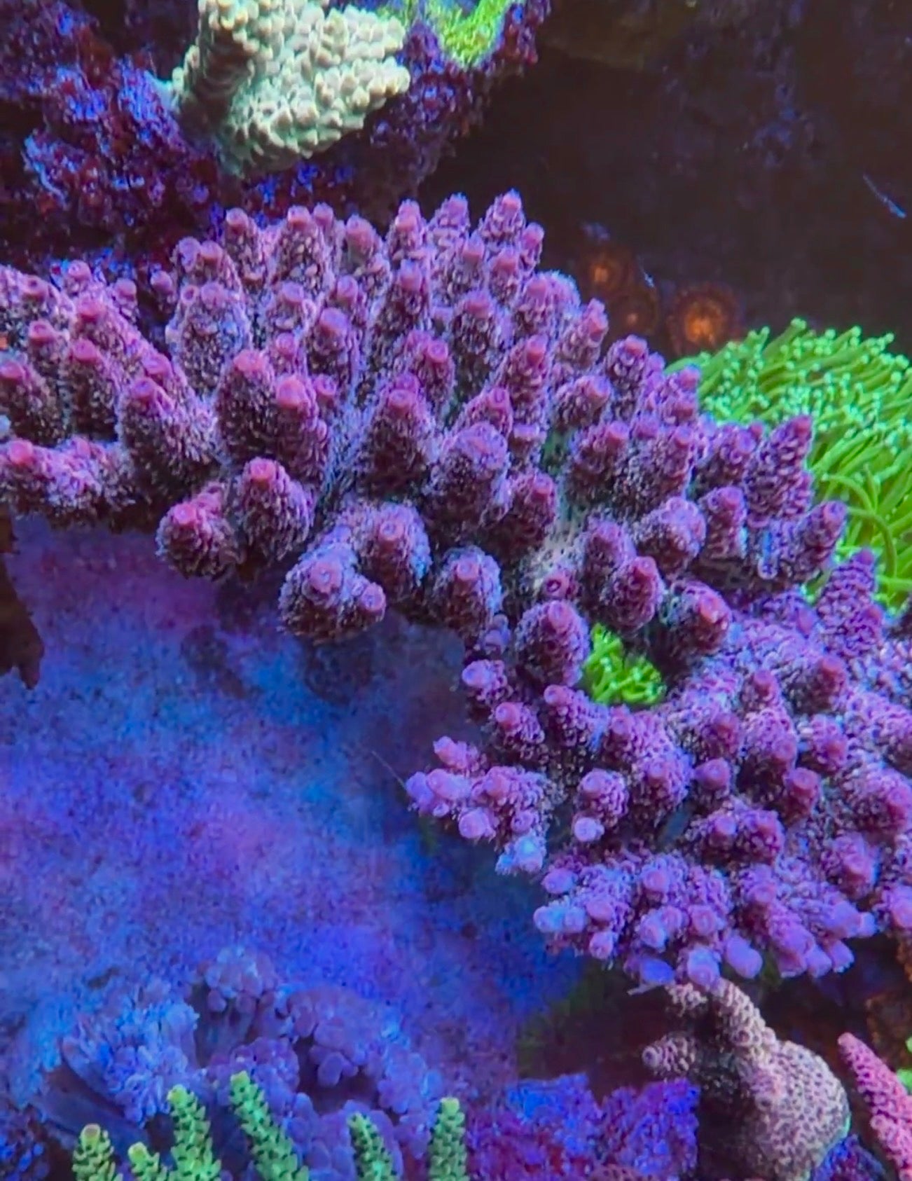 Rainbow Millepora