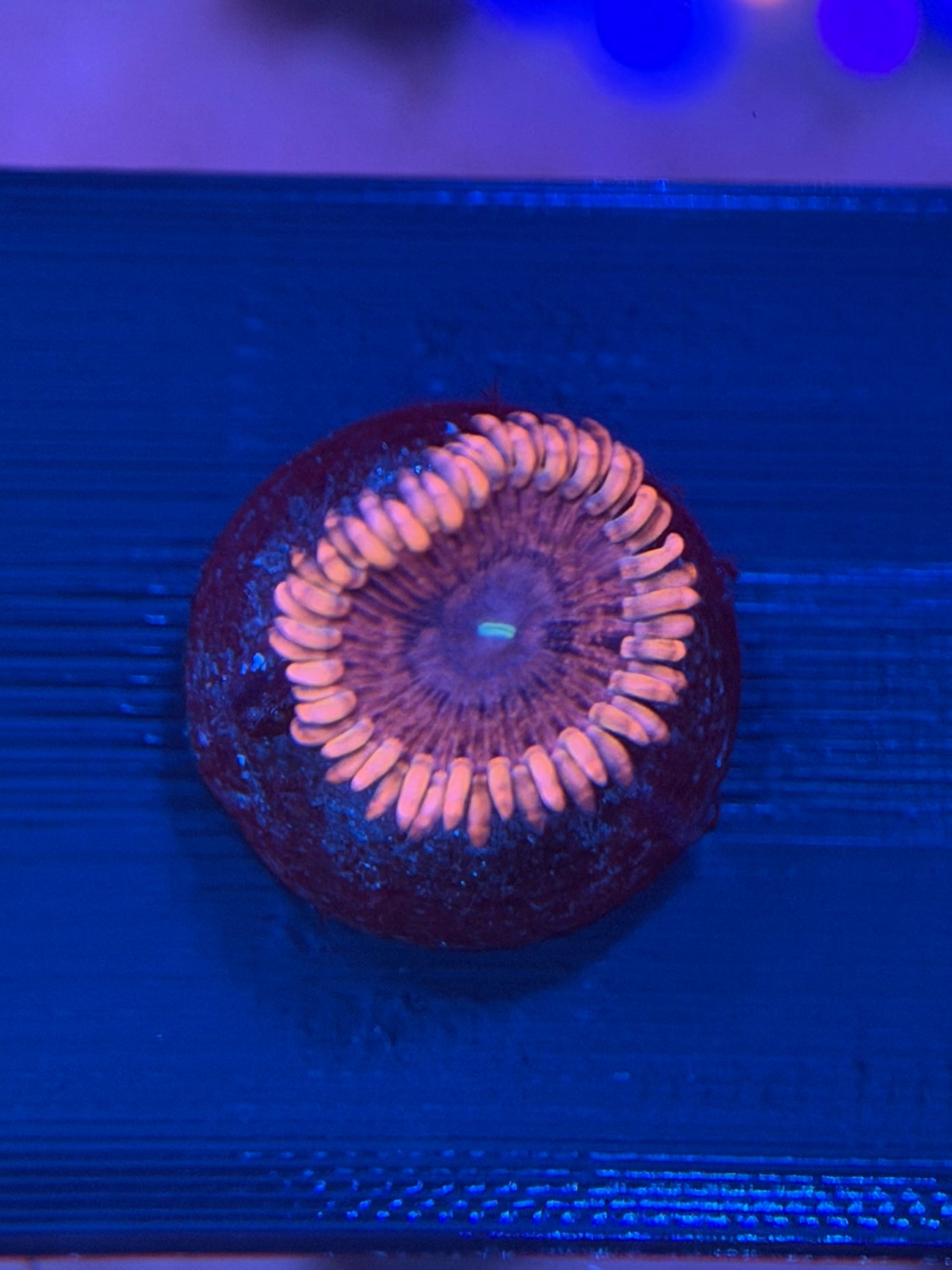 Pink BB Zoa - 1 Polyps