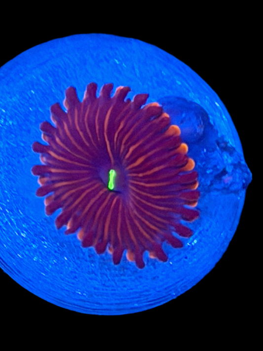 Red People Eater Zoa - 2-3 Polyps