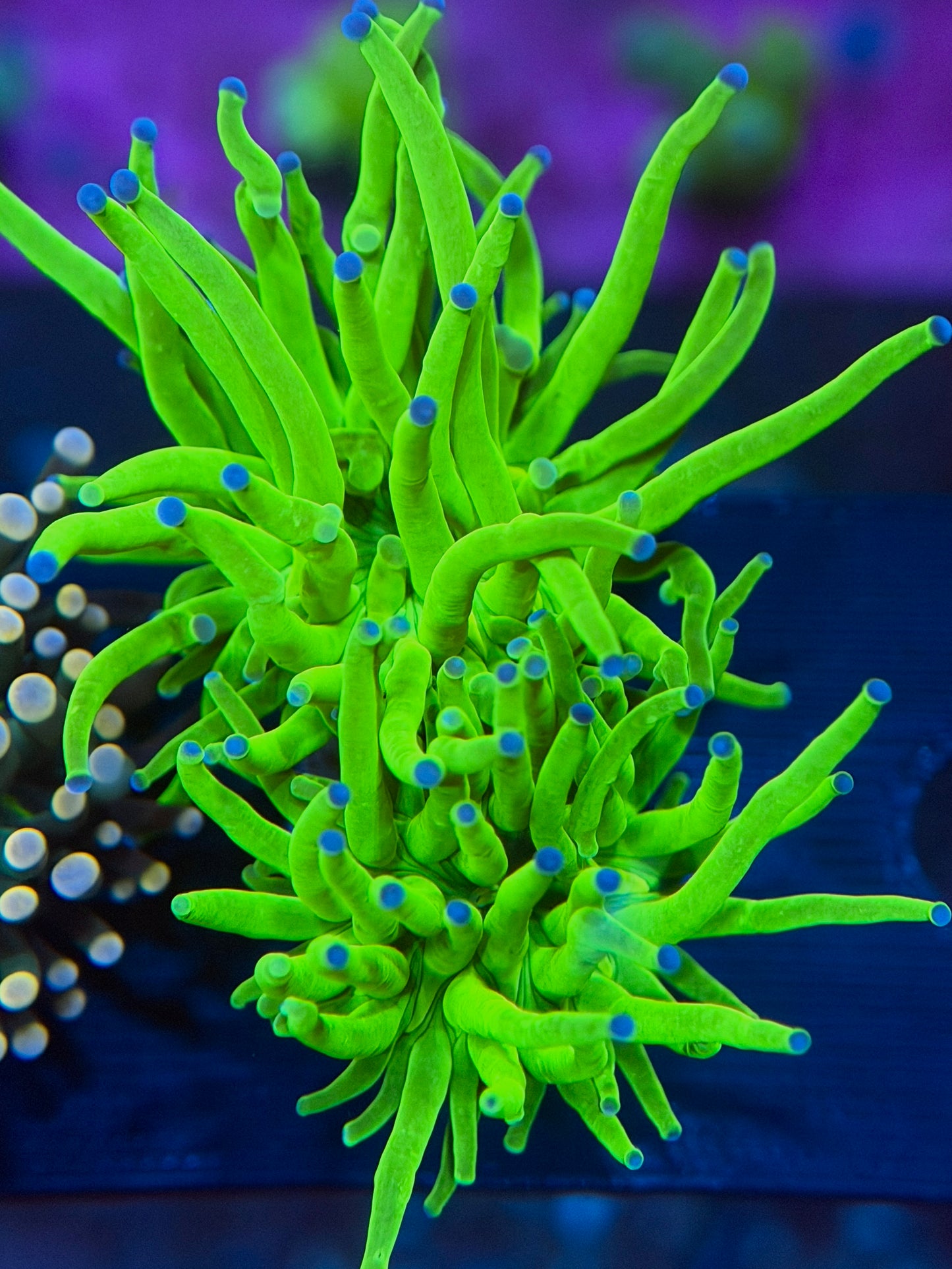 Toxic Green Torch