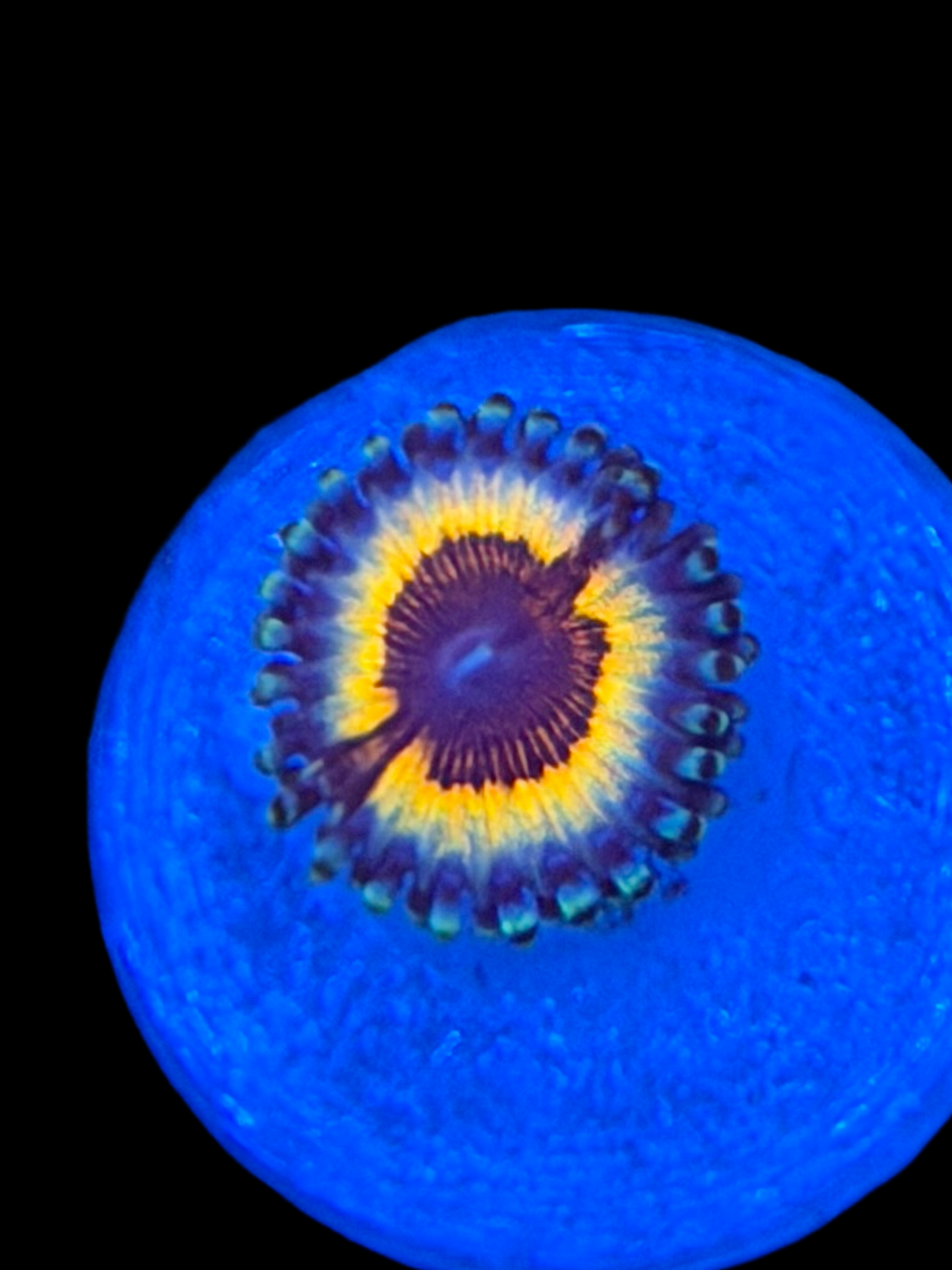 Vampire Slayer Zoa - 1 Polyps