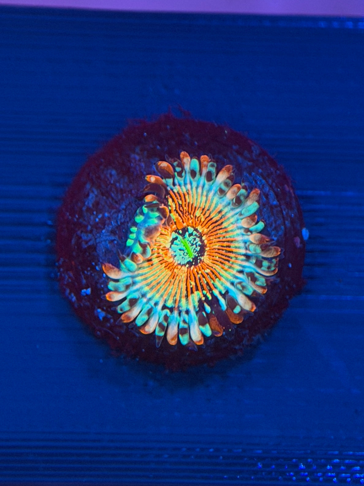 Seduction Zoa - 1 Polyp
