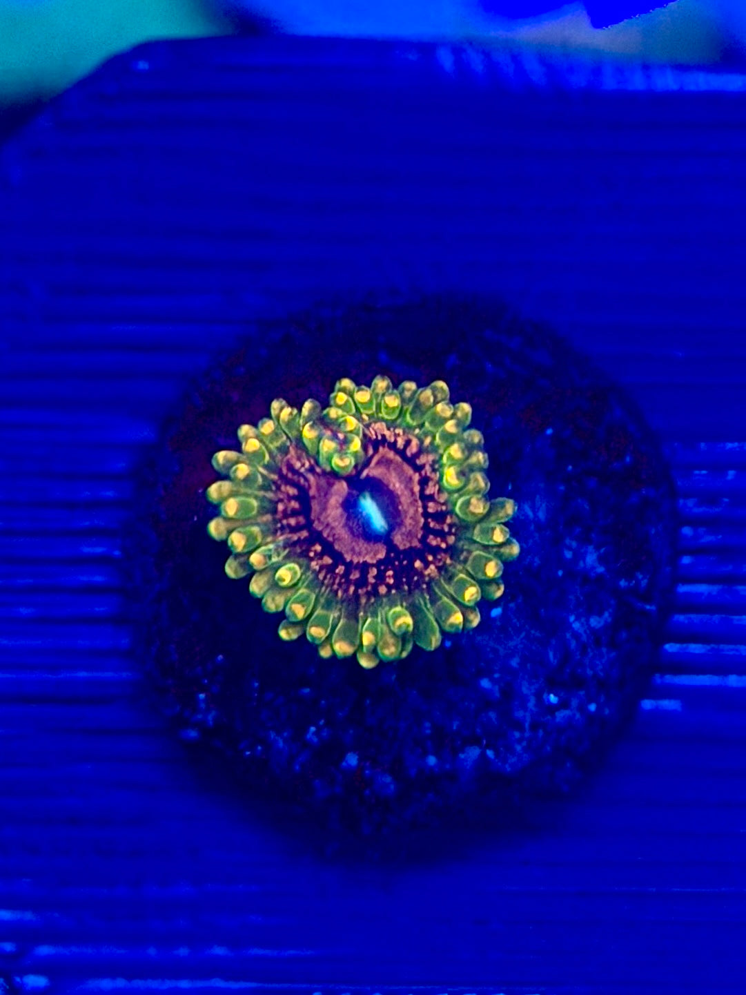 GMK Zoa - 1 Polyp