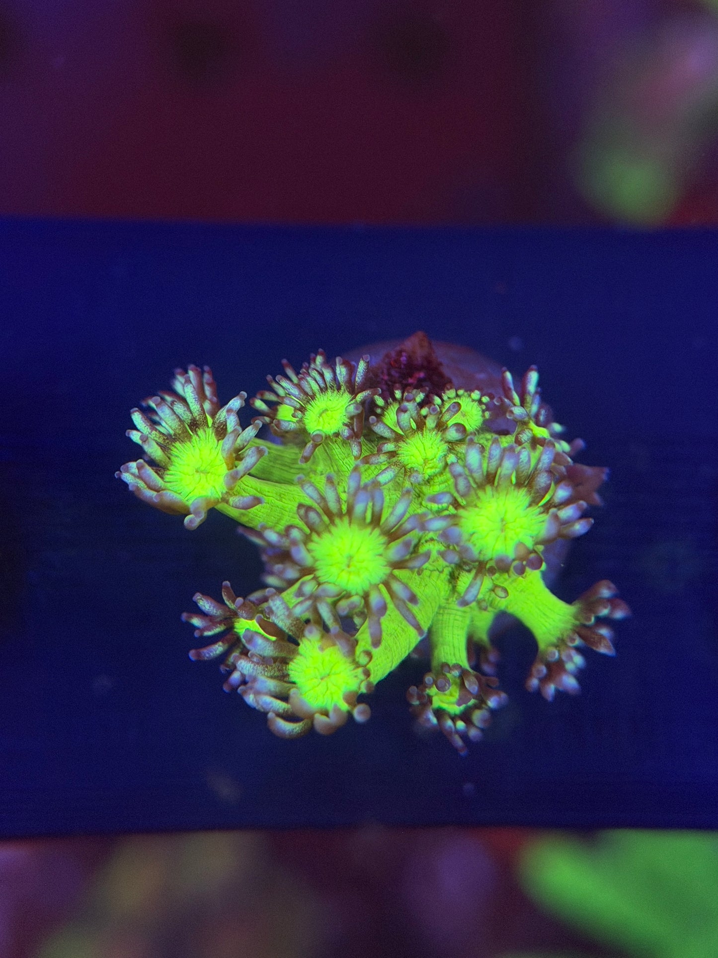 Medussa Goniopora