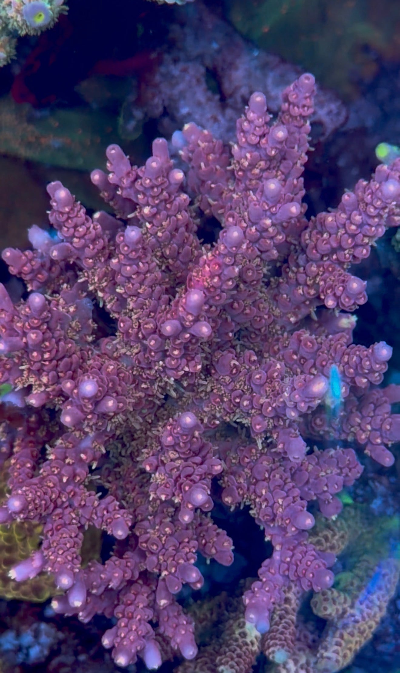 Pinky The Bear Acropora