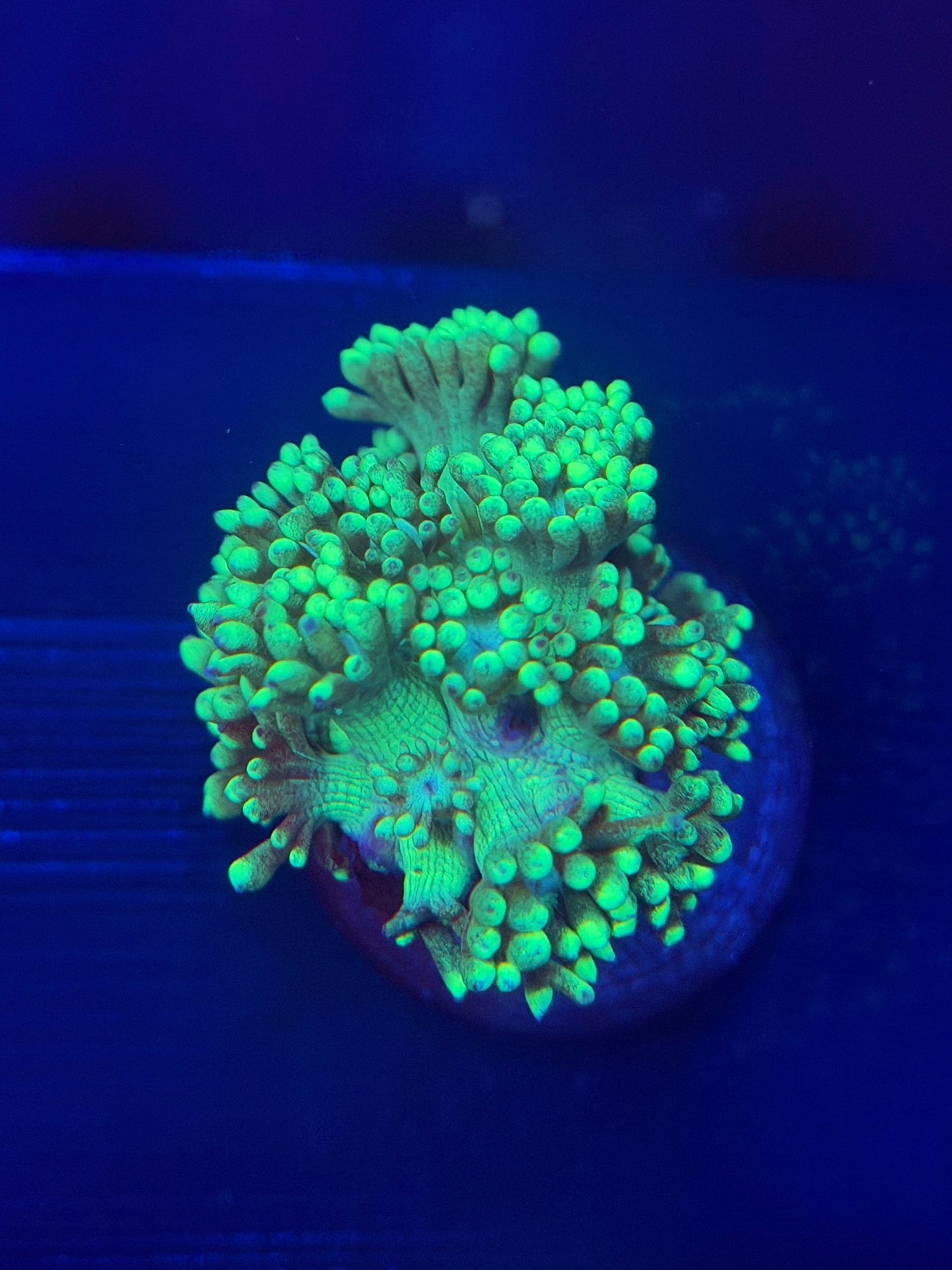 Metallic Green Aussie Goniopora