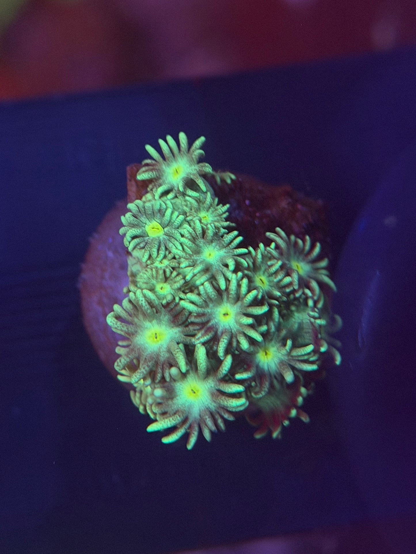 Yellow Green Goniopora