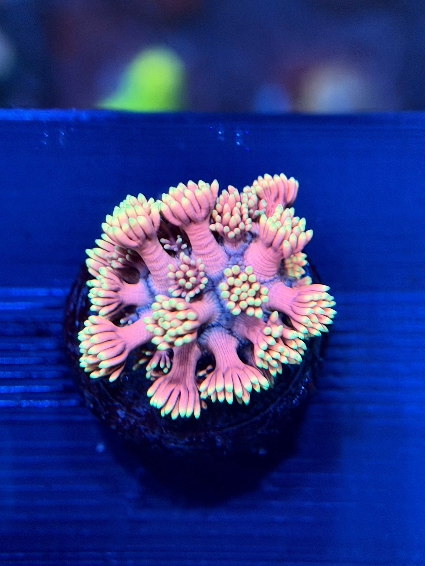 Pink Flamingo Goniopora