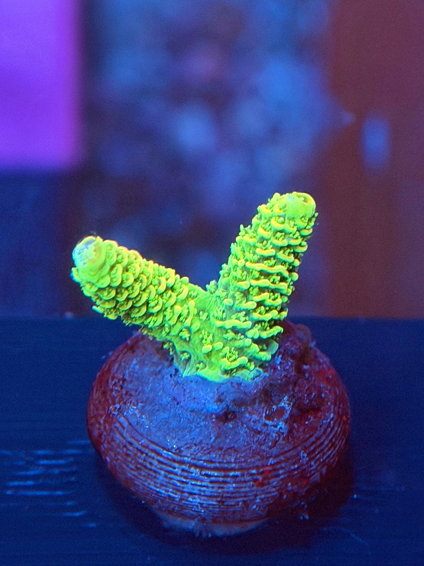 Sunset Millepora