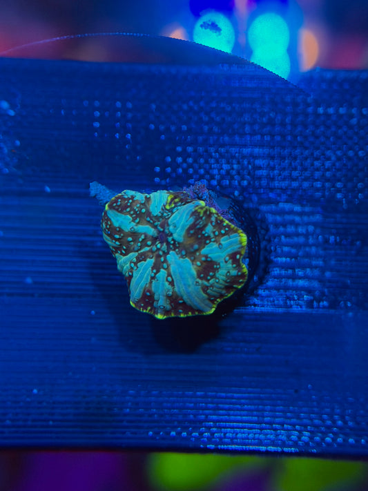 Avatar Bounce Mushroom