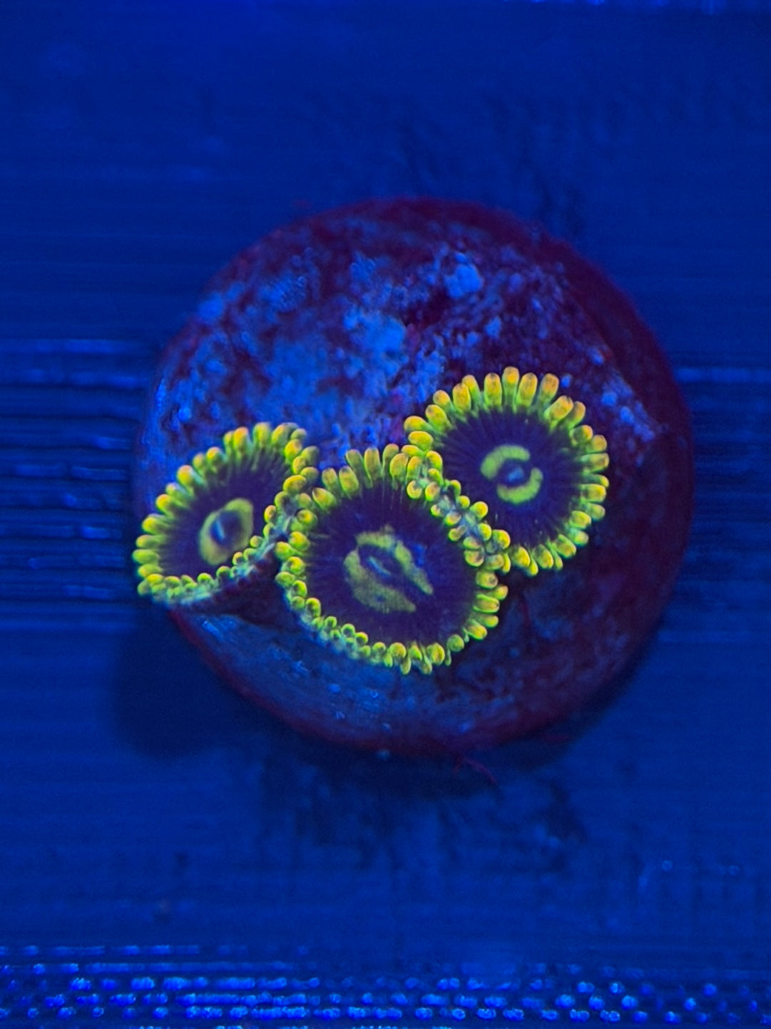 Yoda Zoa - 2-3 Polyps
