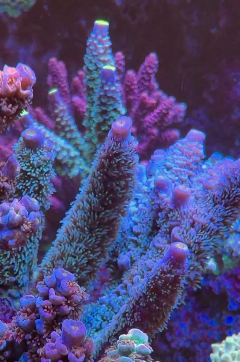 Blue Tenuis