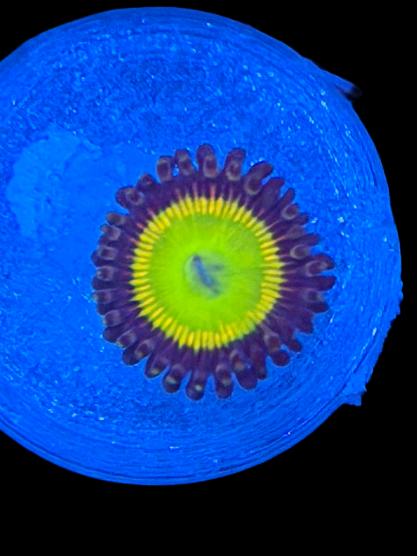 Sunny D Zoa - 1 Polyps