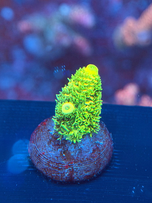 Ultra Sunset Millepora