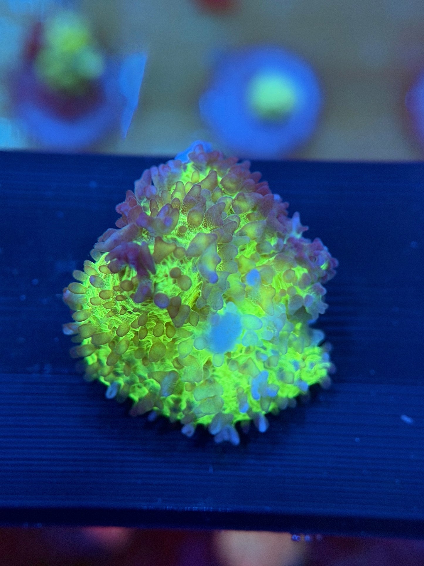 Neon Green Mushroom