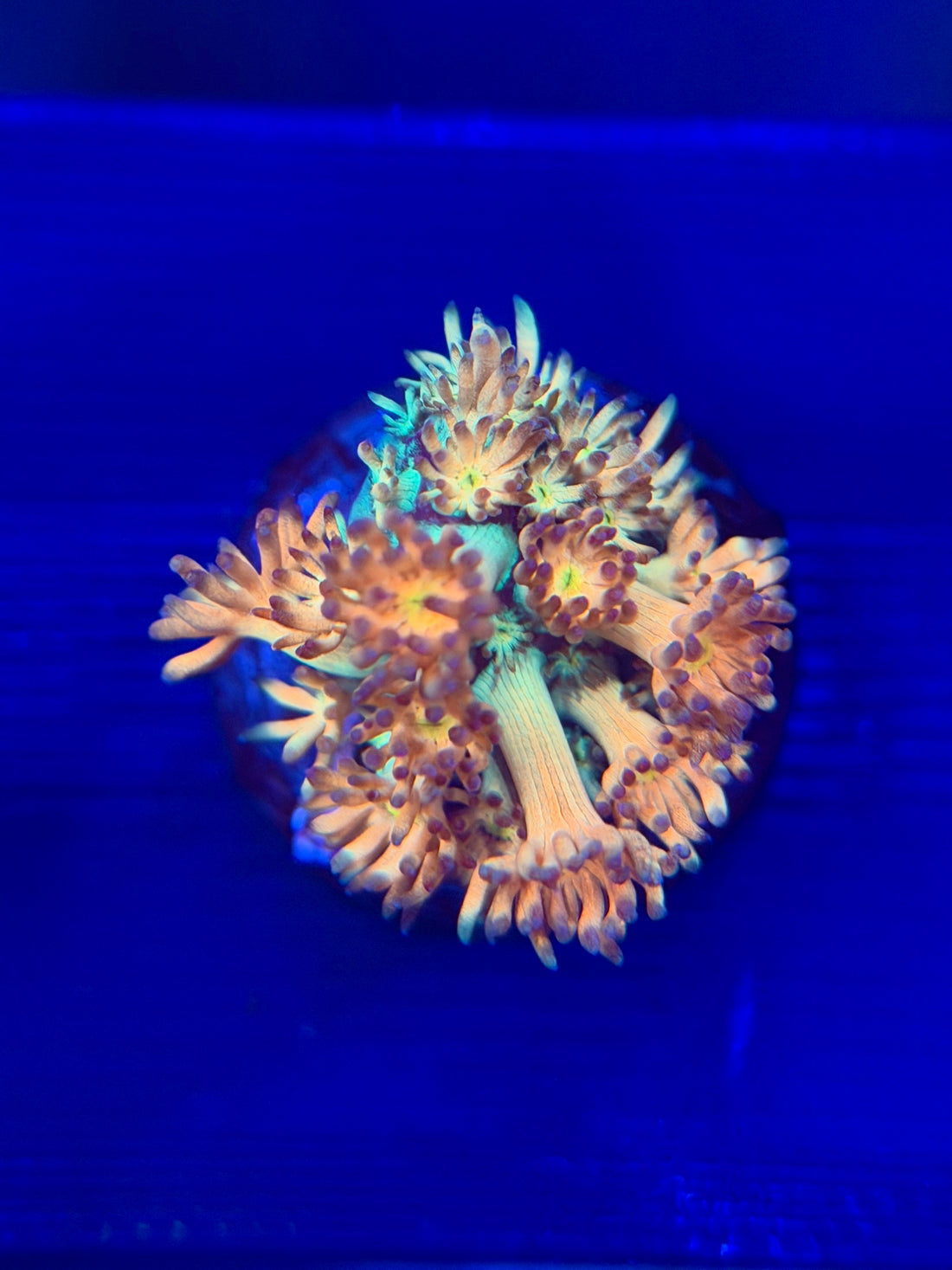 Amazeball Goniopora, goniopora coral frag