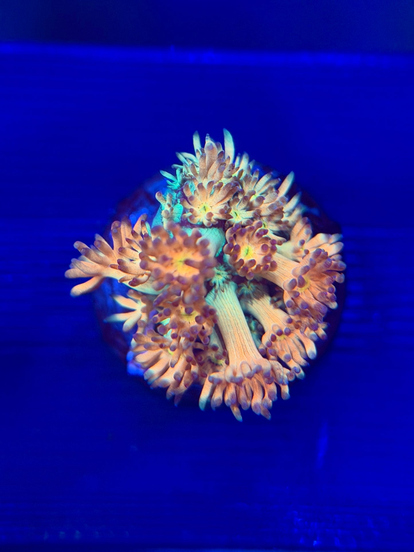 Amazeball Goniopora