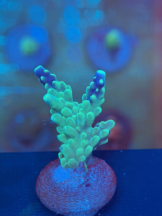 Purple Tip Acropora