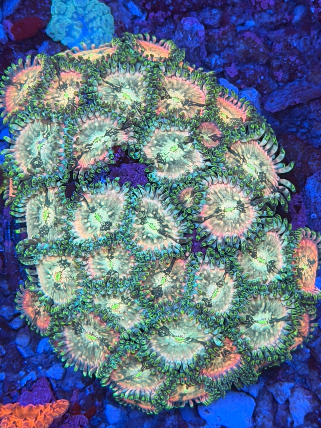Hawaiian Ding Dang Zoa - 3 Polyps