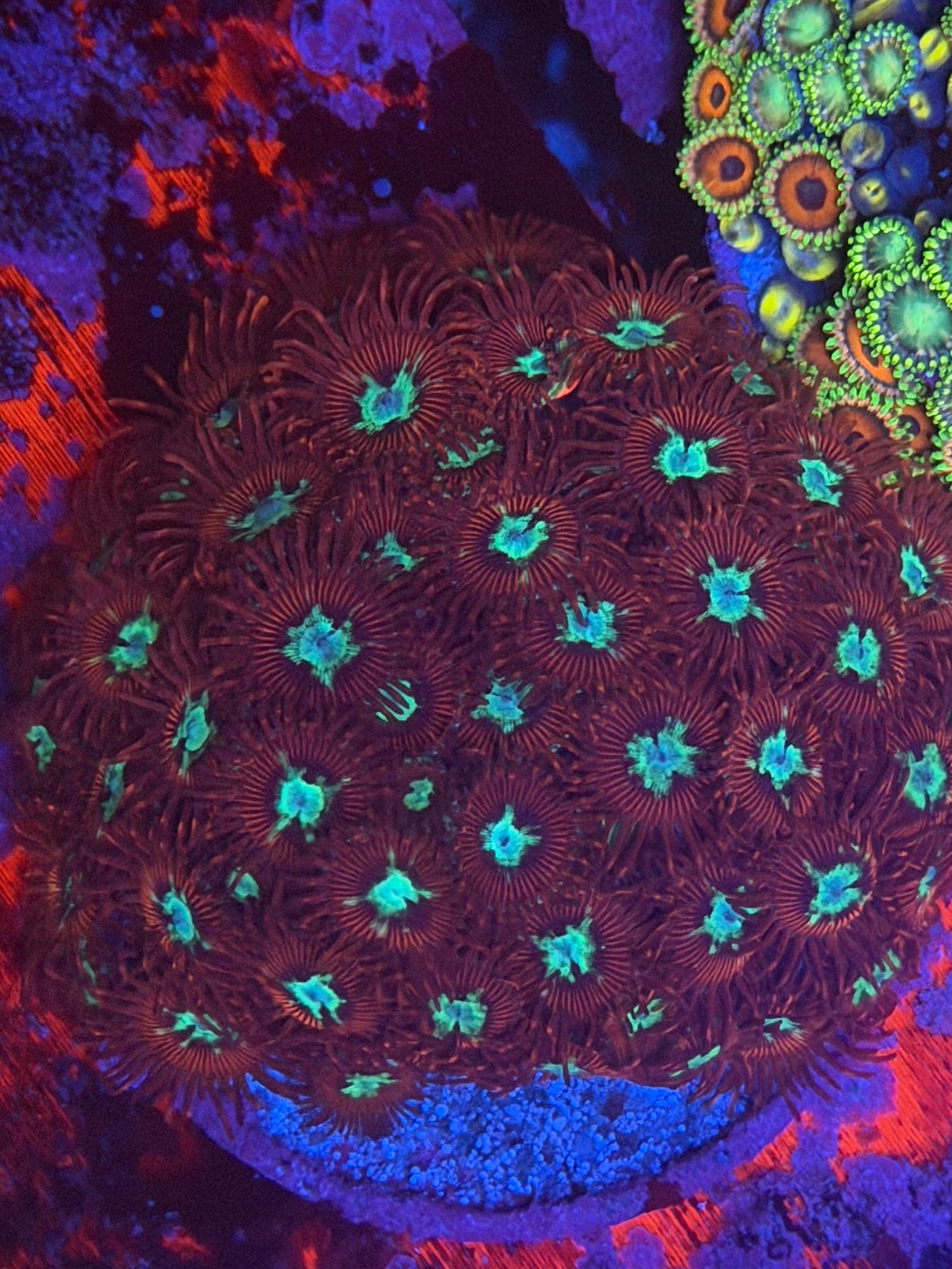 Hot Shot Zoa - 3 Polyps