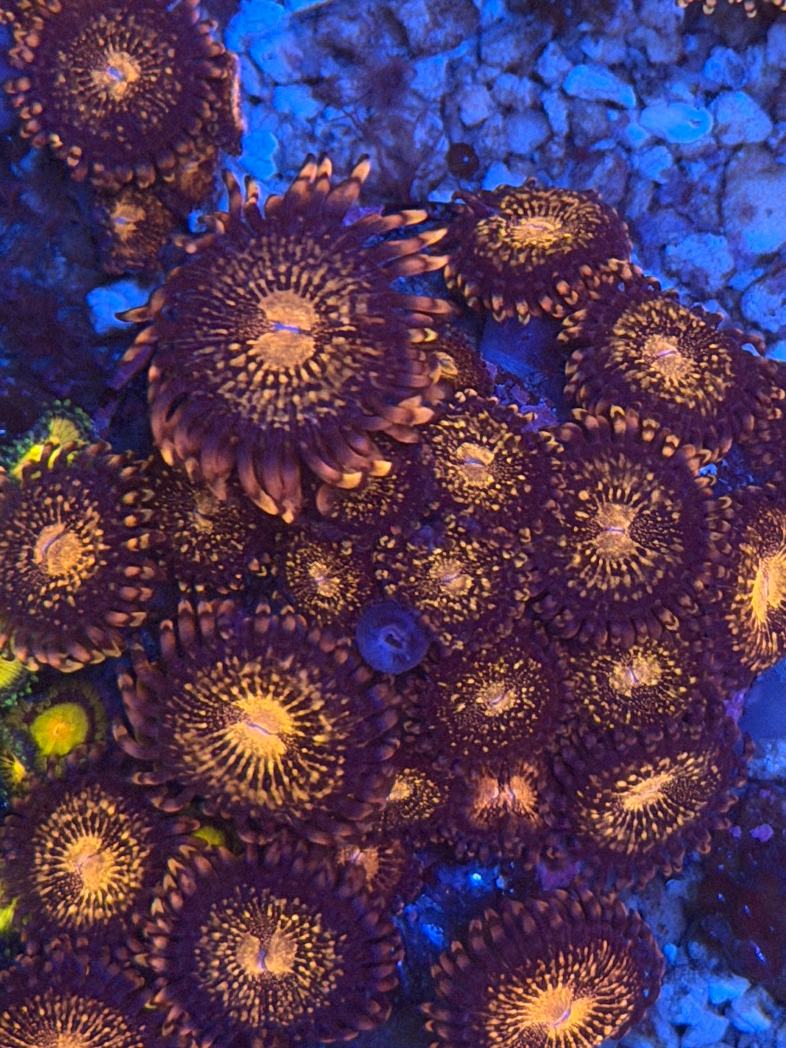 Pandora Zoa - 3 Polyps