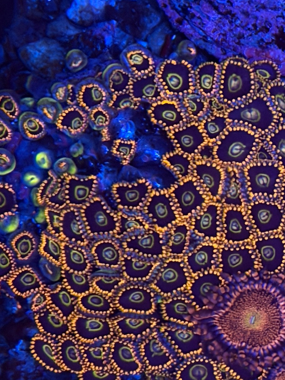 Rainbow Hornet Zoa - 3+ Polyps