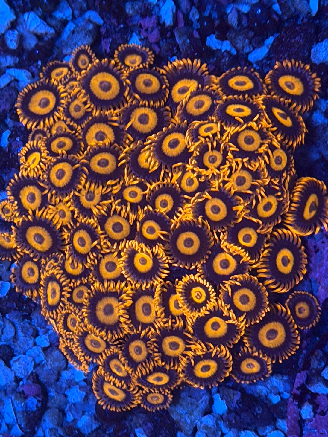 Orange Oxide Zoa - 3 Polyps