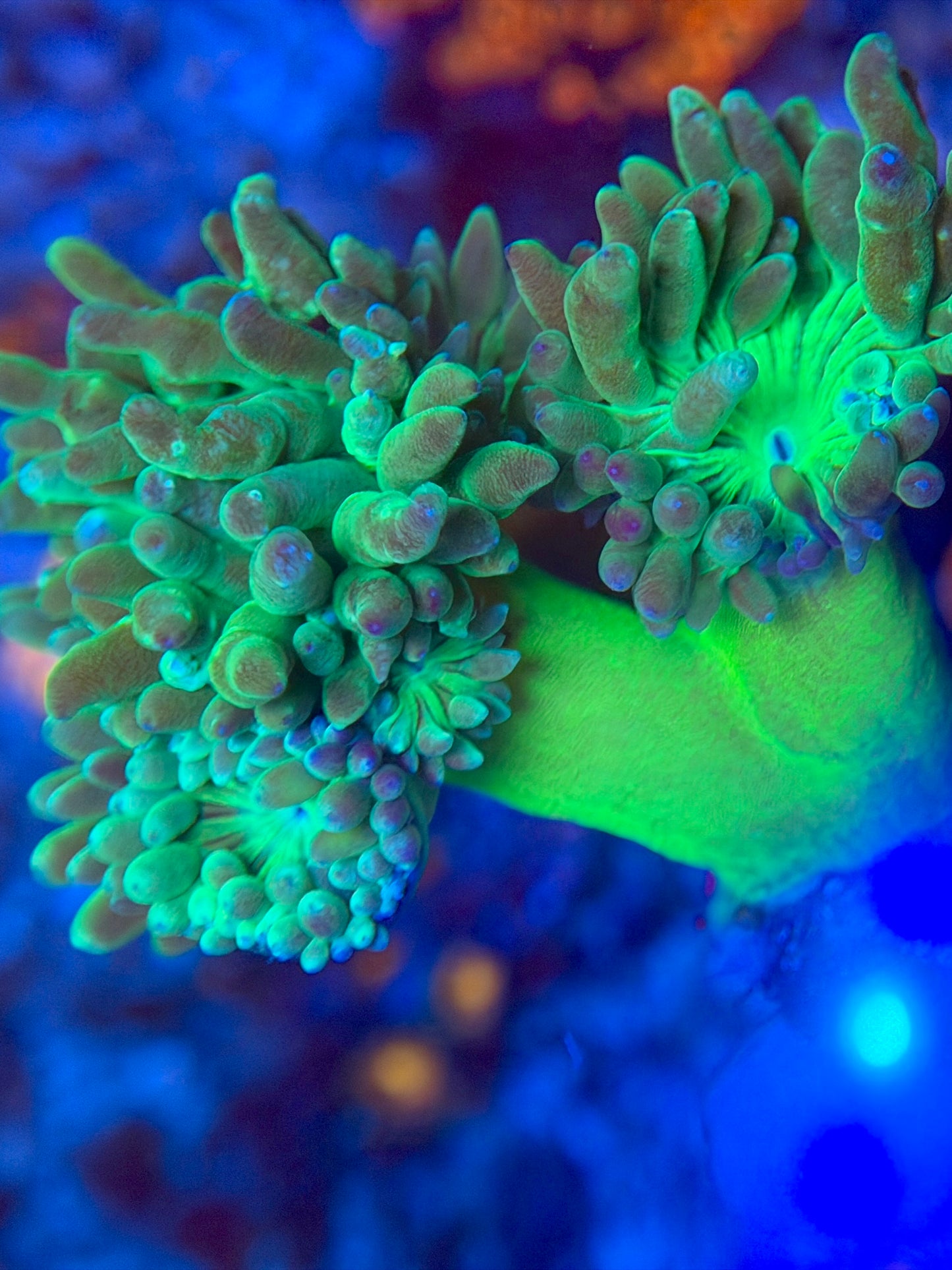 Aussie Neon Green Stem Duncan (2+ Heads)