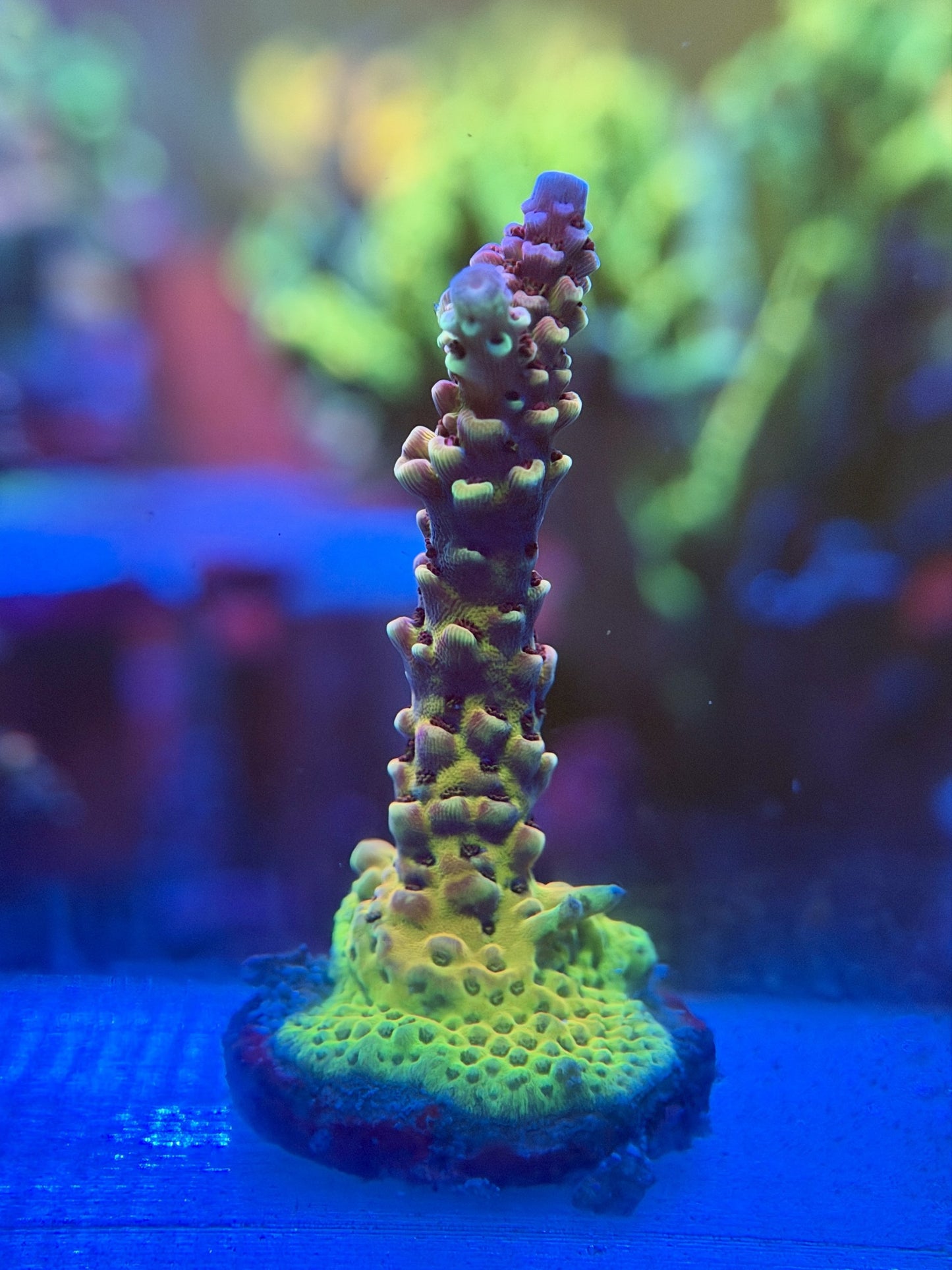 PC Rainbow Acropora