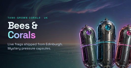Bees & Corals: tank-grown corals and mystery pressure capsules