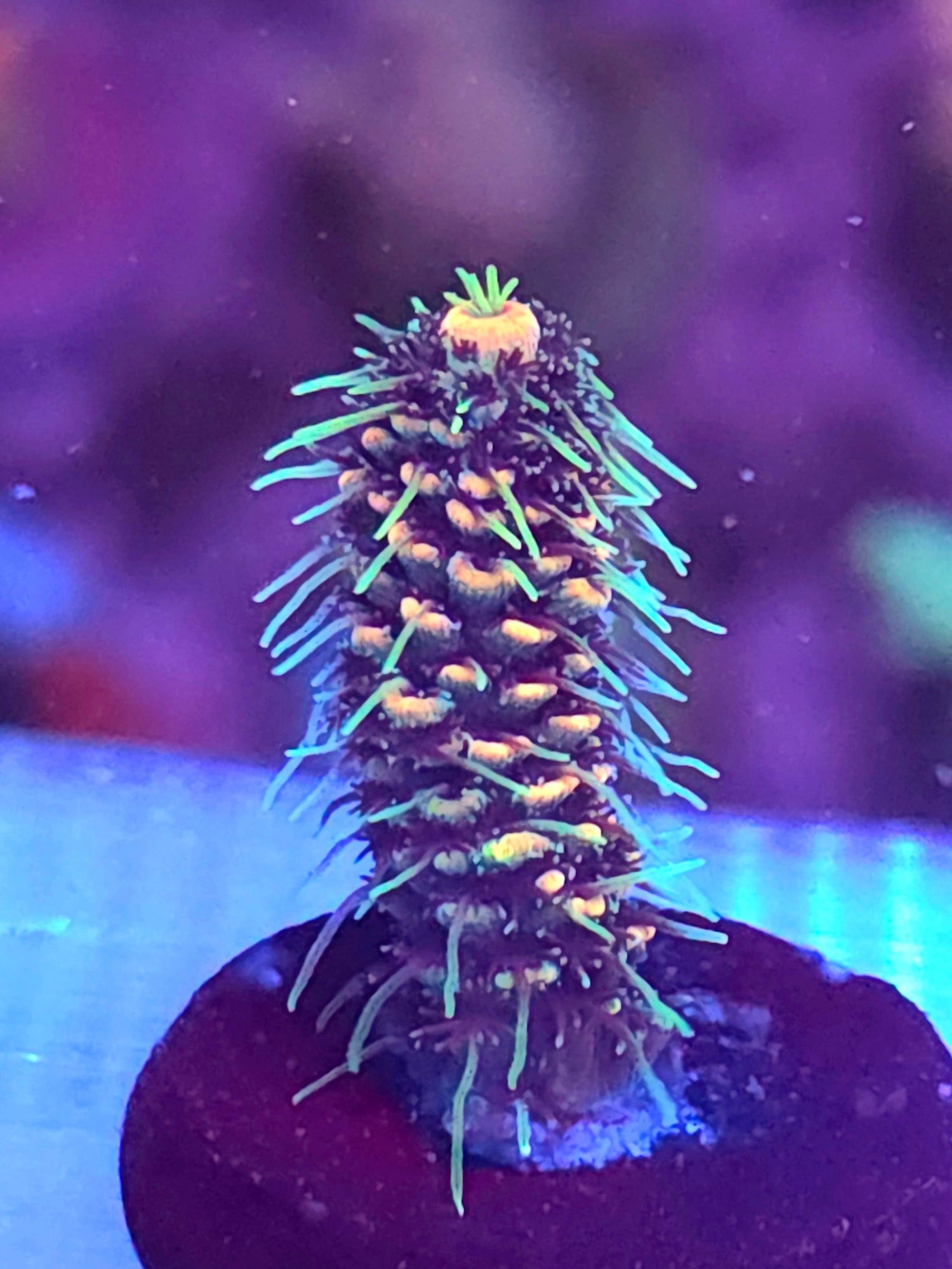 SPS