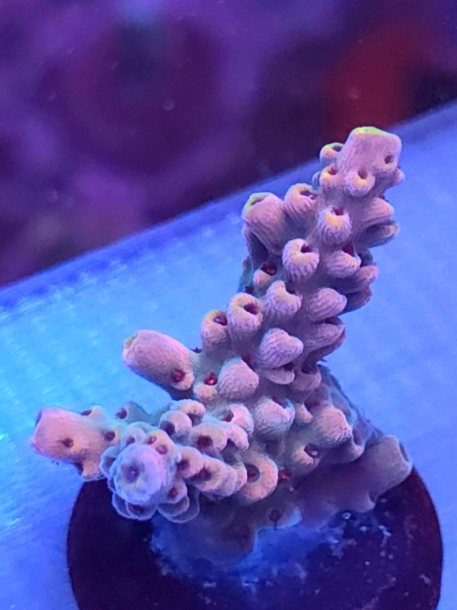 Featured Corals