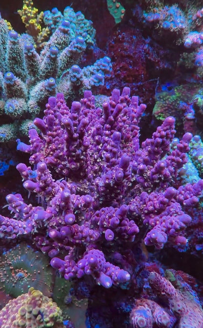 Pinky The Bear Acropora
