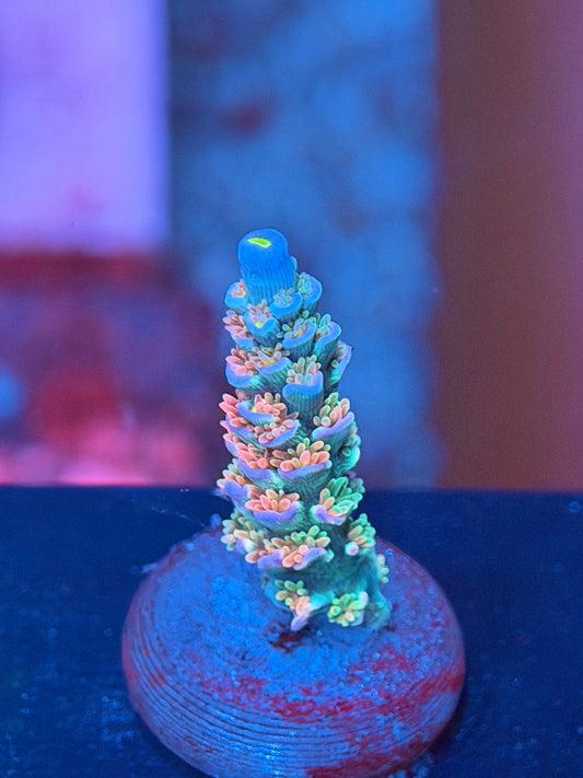 Mighty Mouse Acropora Tenuis