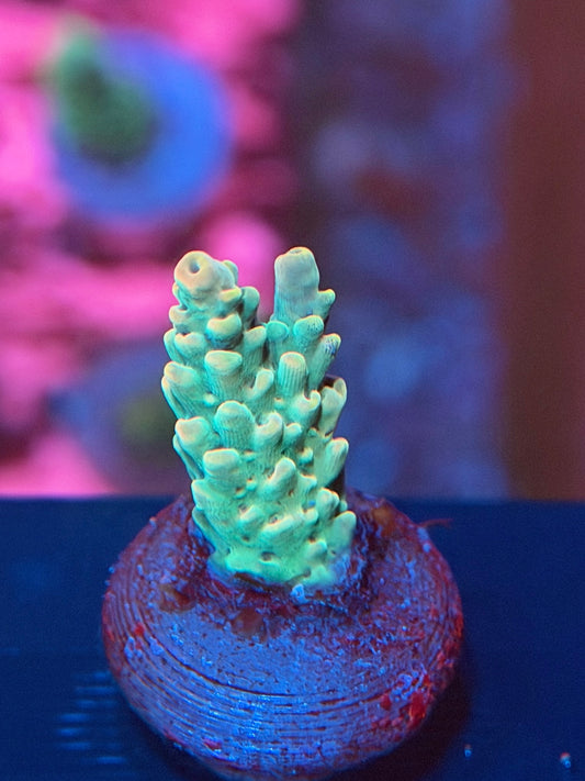 Mint Chip Acropora