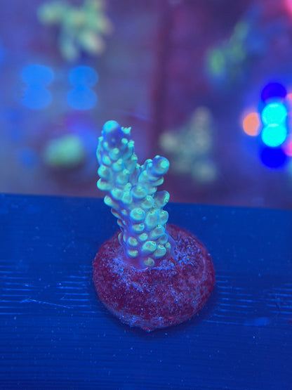 Blueberry Ice Acropora