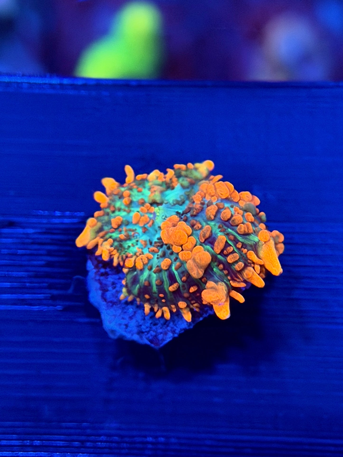 Forest Fire Bounce Mushroom