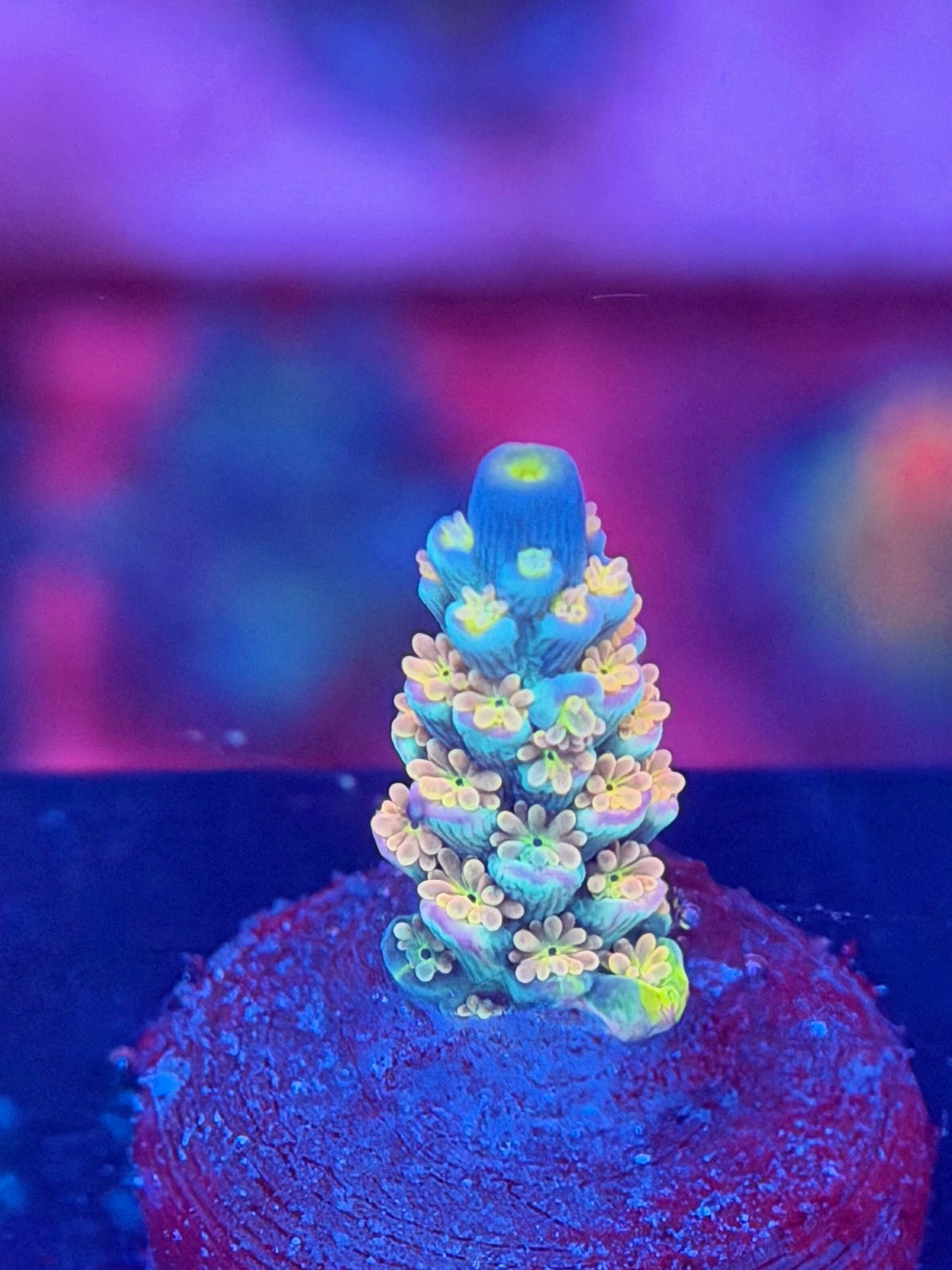 Walt Disney Acropora Tenuis