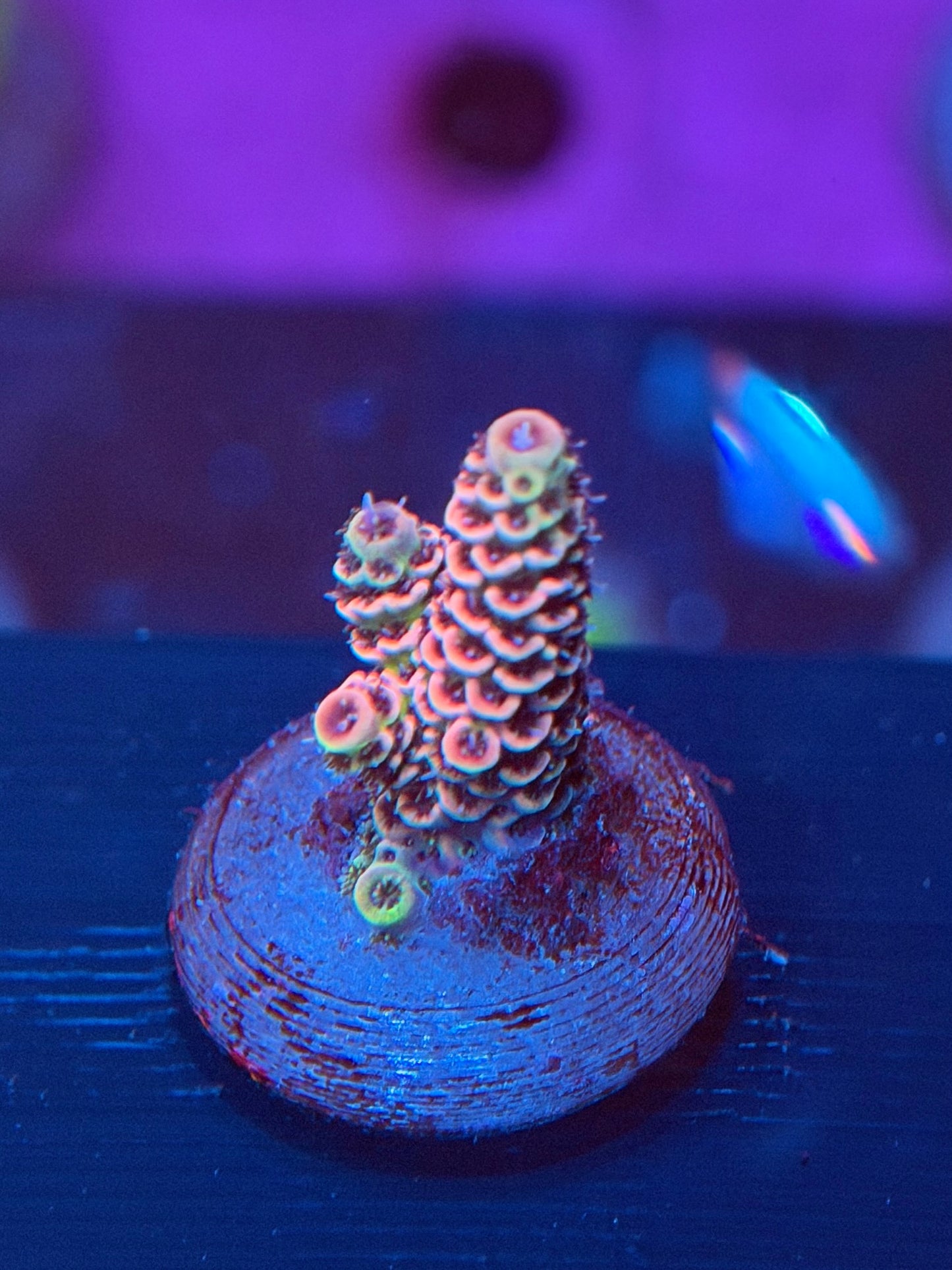 Baby Pink Acropora Millepora