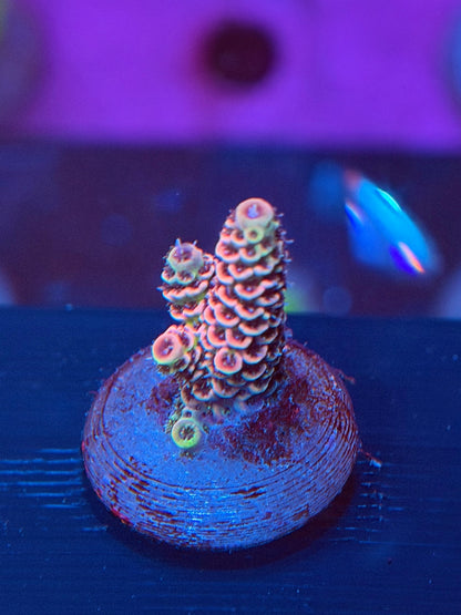 Baby Pink Acropora Millepora