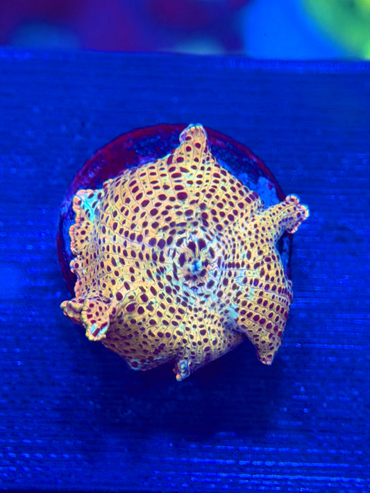 Gold Leopard Mushroom