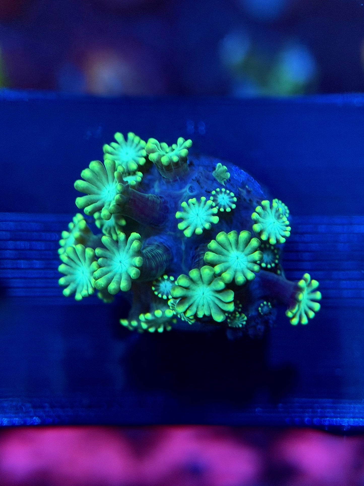 Green Alveopora